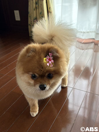 さくらろこ