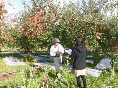 りんごが実っています！～雄物川町　佐藤さんの畑～