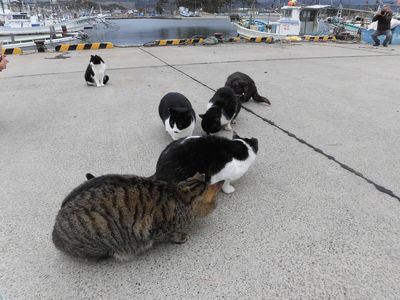きさかた港猫を守る会