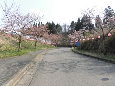 桜ー３