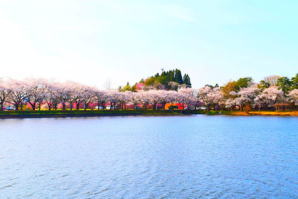 鷹巣中央公園の桜