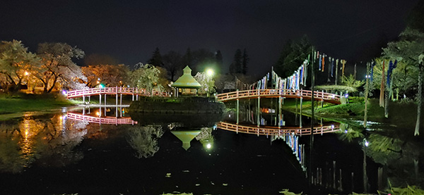 夜桜の梨木公園