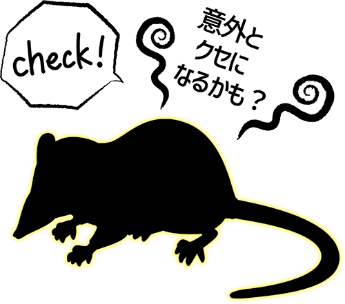 ジャコウネズミ