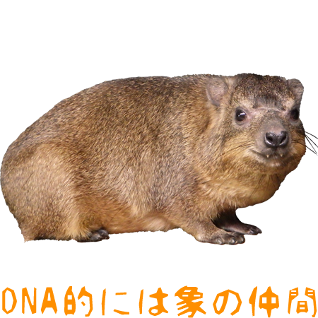 ケープハイラックス