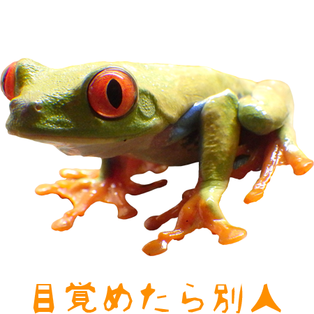 アカメアマガエル