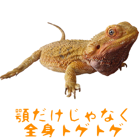 フトアゴヒゲトカゲ