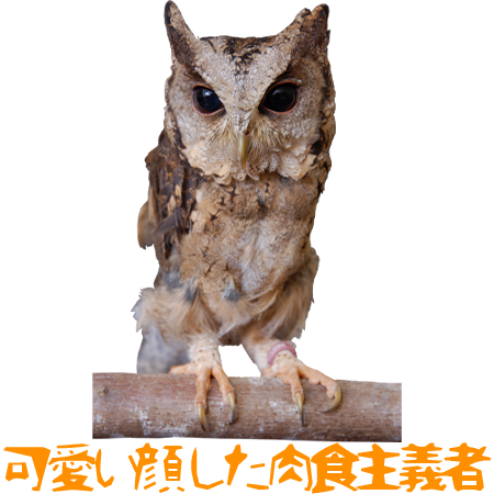インドオオコノハズク