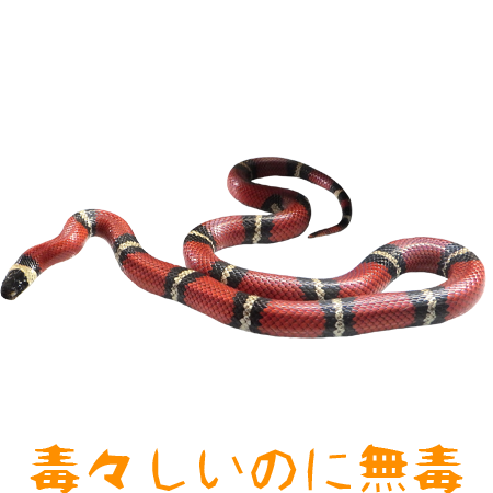 ミルクヘビ