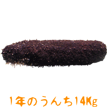 ニセクロナマコ