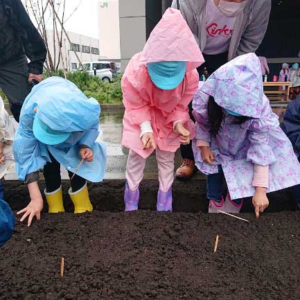 穴に3粒ずつ植えたよ♪