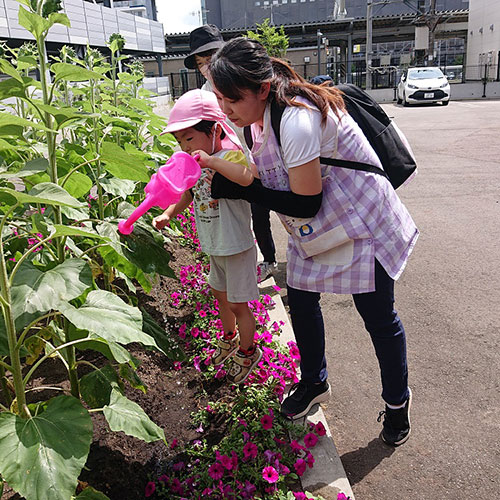 大きなひまわりにもお水やり