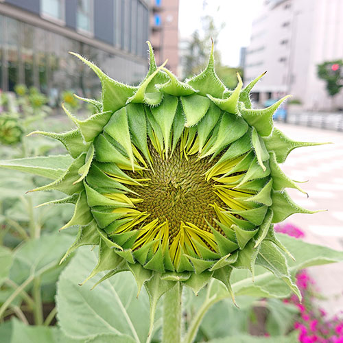 もうすぐ咲きそう！