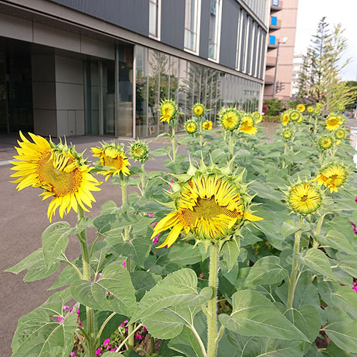 もうすぐ満開♪