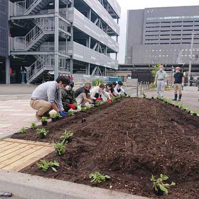 黄色のお花 メランポジュームを植栽中