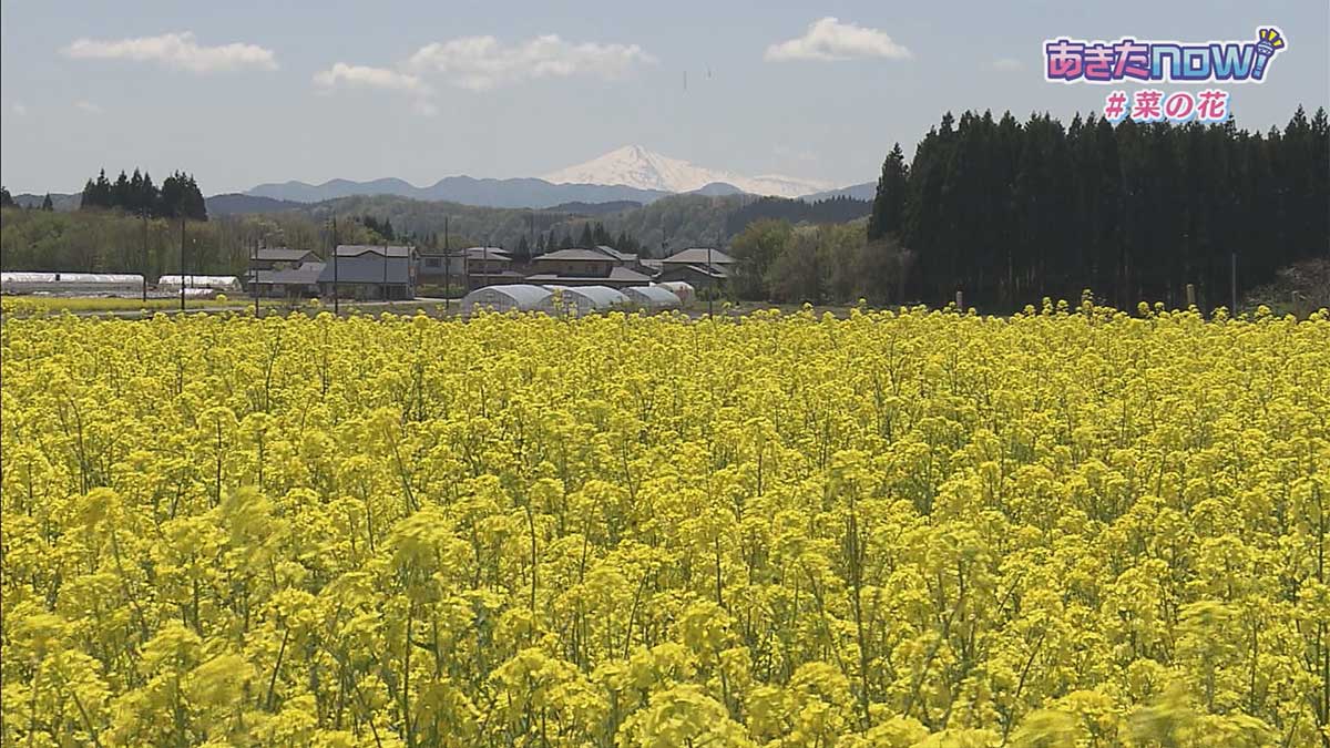 菜の花畑　大仙市協和小種