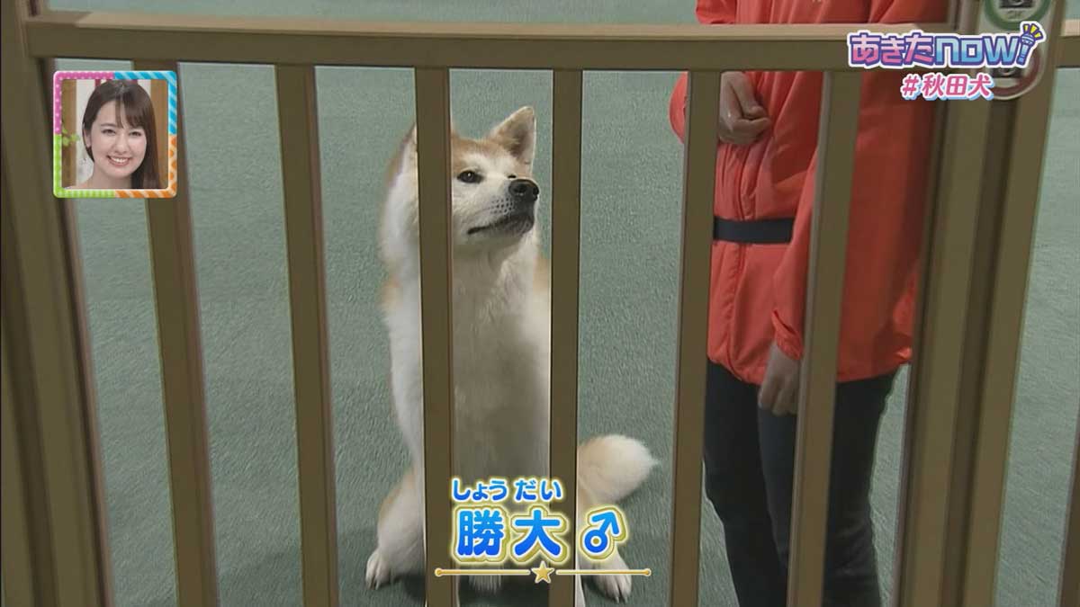 秋田犬の里　勝大