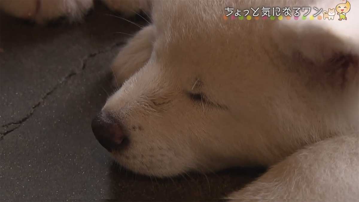 秋田犬・マサルが育った犬舎・「幸寿荘」