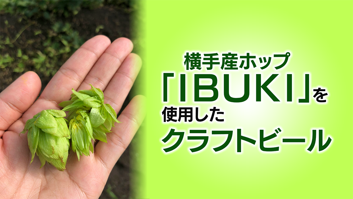 横手産ホップ Ibuki を使った クラフトビールとりんごの発泡酒をご紹介 えび ステ 横手産ホップ Ibuki を使った クラフトビールとりんごの発泡酒をご紹介 えび ステ