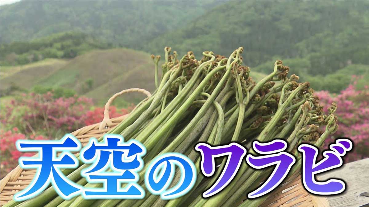 天空の里 極上わらび