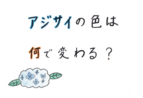 アジサイの色は何で変わる？