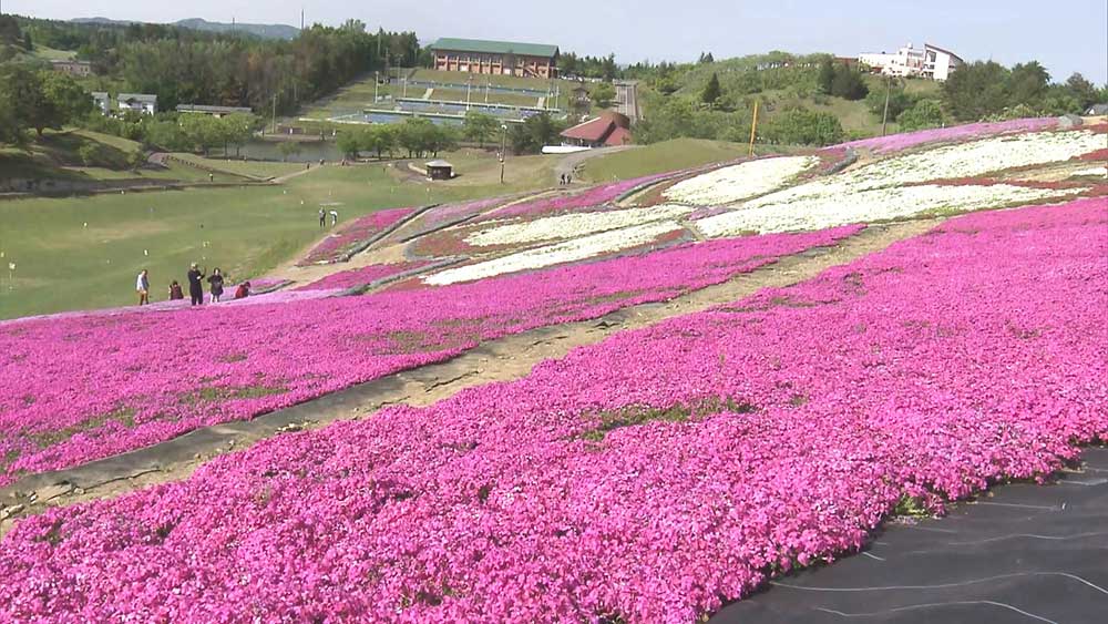 芝桜フェスタ