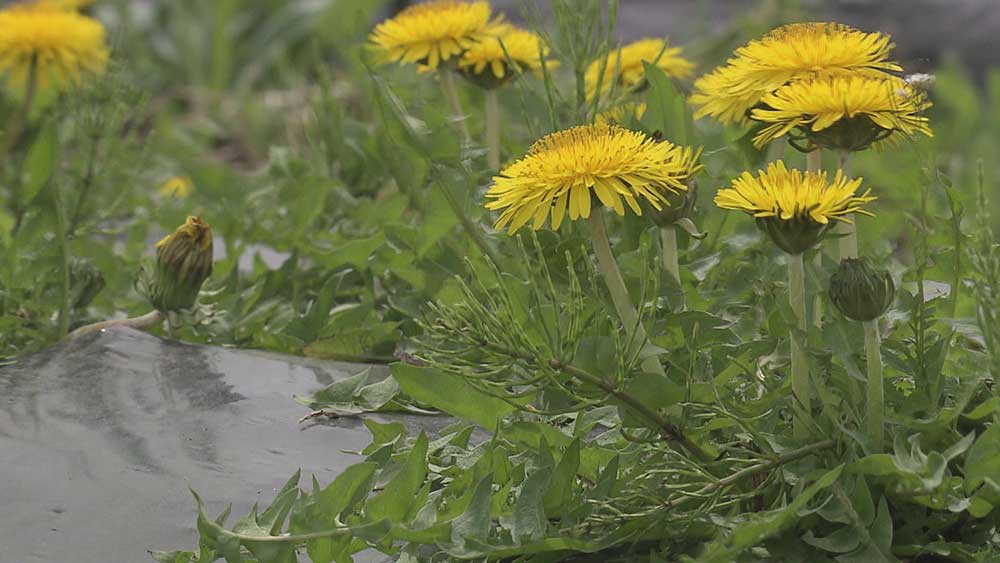 ニホンタンポポを食べませう