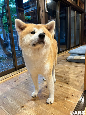 秋田犬