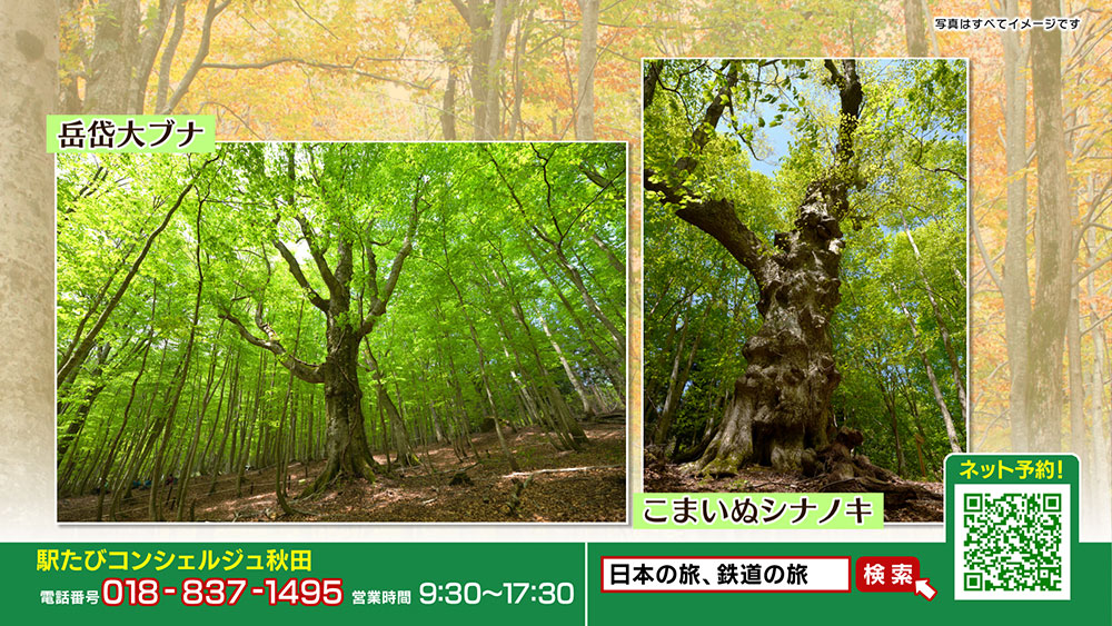 世界遺産白神山地の片鱗にふれる岳岱（だけだい）散策日帰りツアー