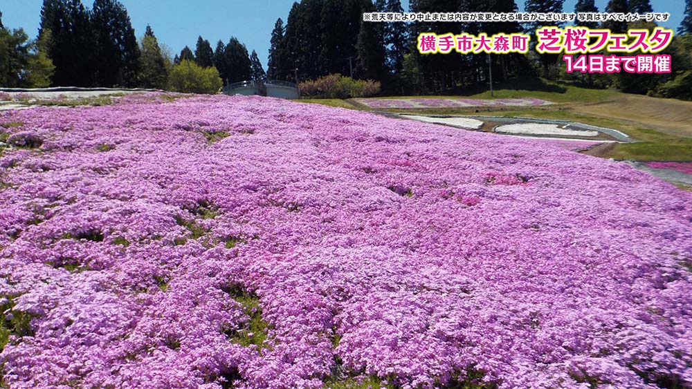 芝桜フェスタ