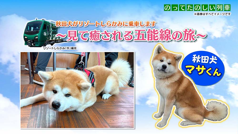 『リゾートしらかみ』で秋田犬『マサ』君と過ごす特別な時間