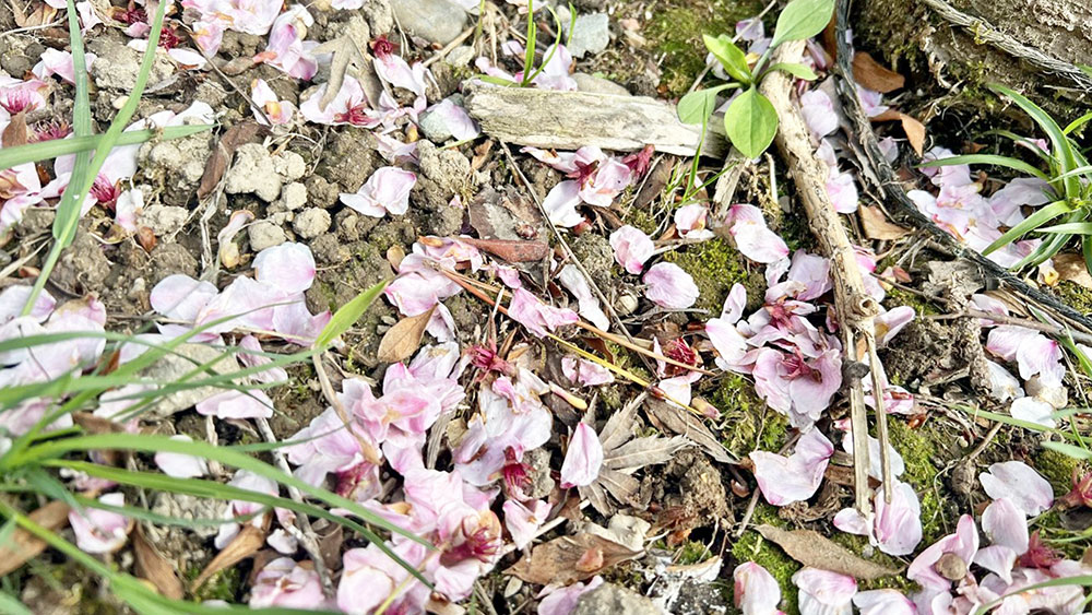 桜　太田英梨花撮影