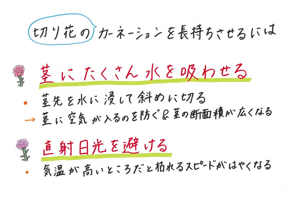 切り花のカーネーションを長持ちさせるには