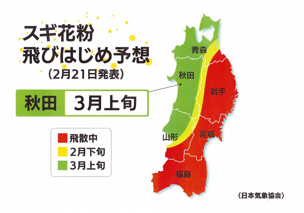 スギ花粉飛びはじめ