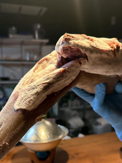 佳酒熟肴 余白