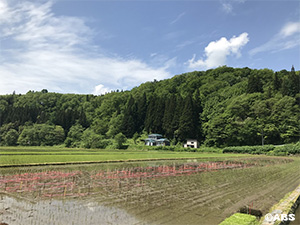 田植え