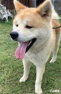 秋田犬のマサ