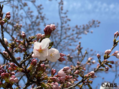 気象台桜