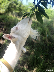 草食べてる