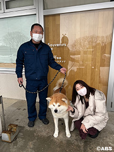 秋田犬