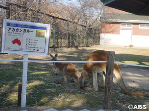 カンガルーさん