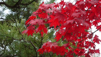 水心苑の紅葉1