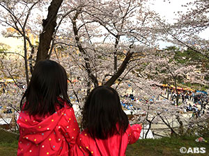 千秋公園でお花見