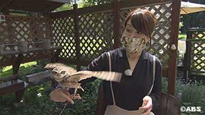 フクロウのエルサ君