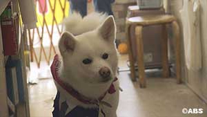 秋田犬の梅子ちゃん