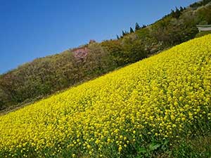 大仙市の菜の花