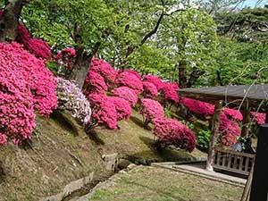 千秋公園のツツジ