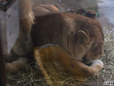 雪の動物園はじまりました！