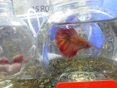 最強の魚!～コメリ秋田卸町店内、ペットアミ～