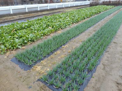 秋田の伝統野菜～秋田さしびろ～