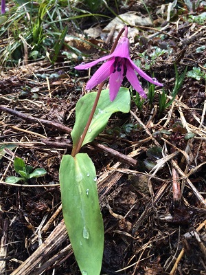 かたくりの花